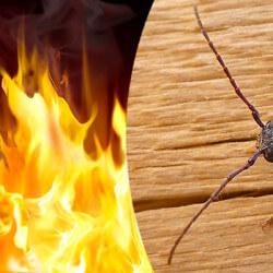 Защита древесины от огня и насекомых